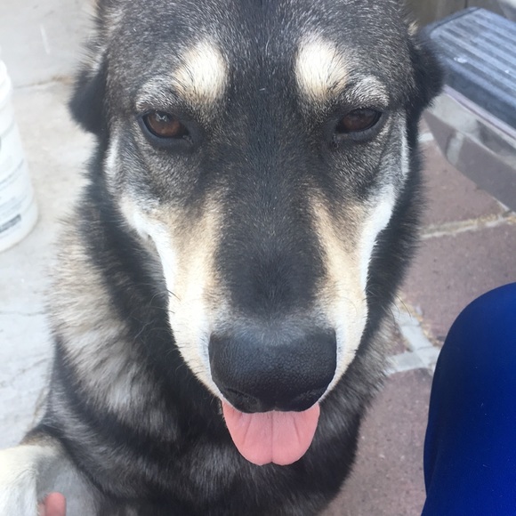 Meet your Posher, Kujo - Picture 1 of 1